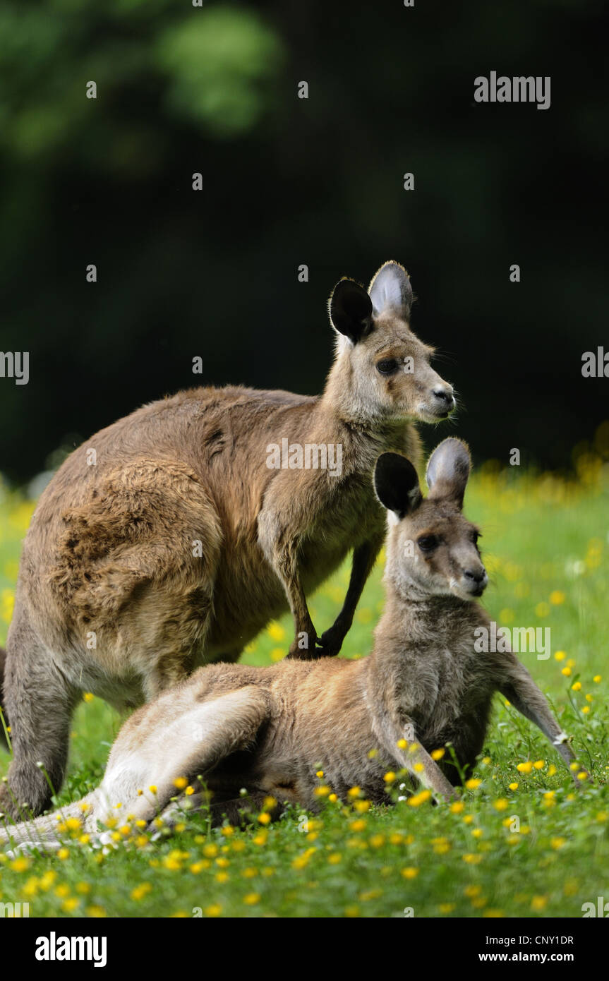 Orientale canguro grigio (Macropus giganteus), due canguri in un prato Foto Stock