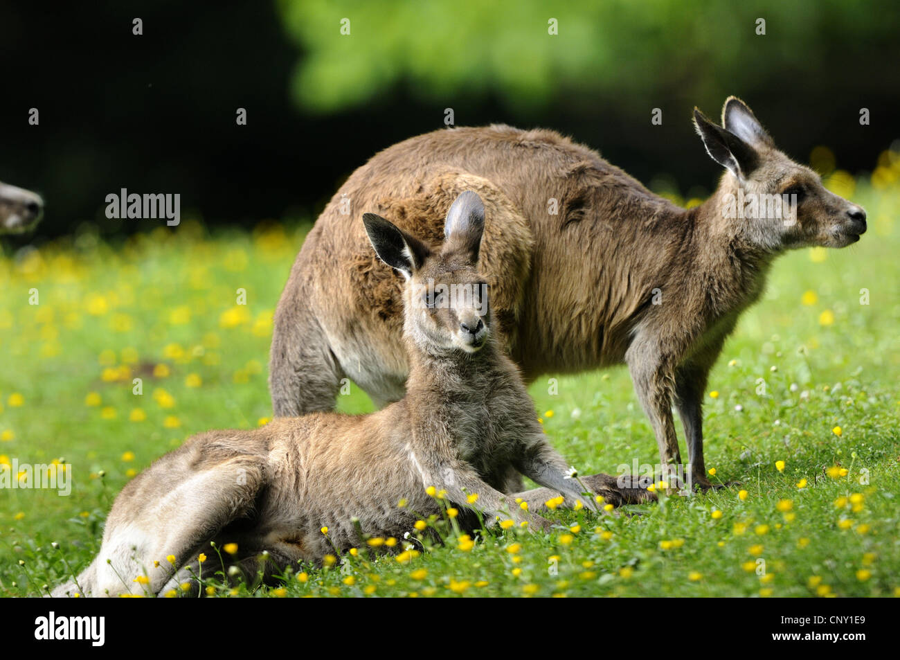 Orientale canguro grigio (Macropus giganteus), due canguri in un prato Foto Stock