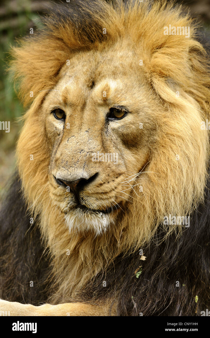 Leone asiatico (Panthera leo persica), maschio Foto Stock