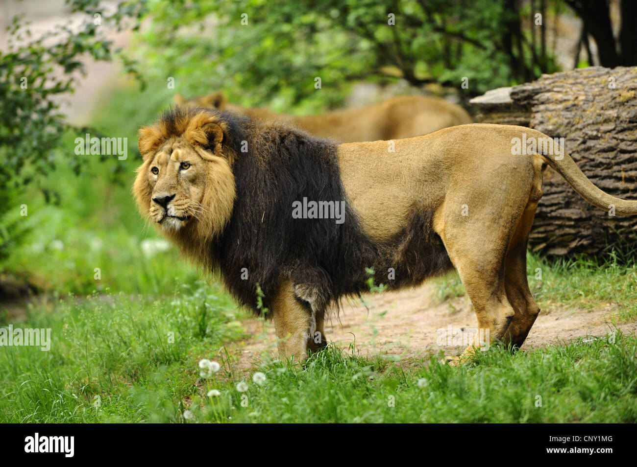 Leone asiatico (Panthera leo persica), maschio Foto Stock
