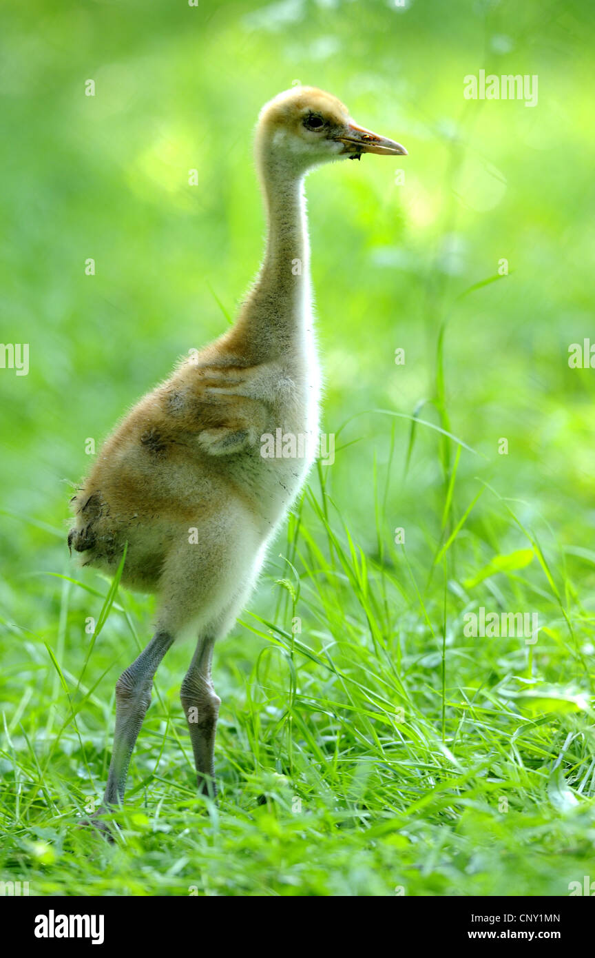 Manchurian gru (grus japonensis), chick in un prato Foto Stock