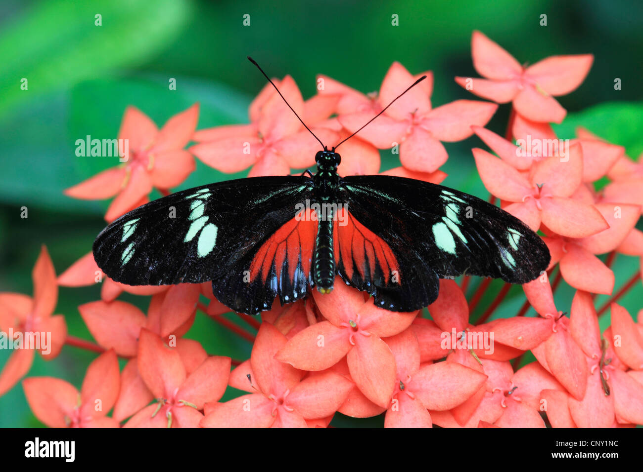 Hecales longwing, passioni flower butterfly (Heliconius melpomene :), seduti su fiori di colore rosso Foto Stock