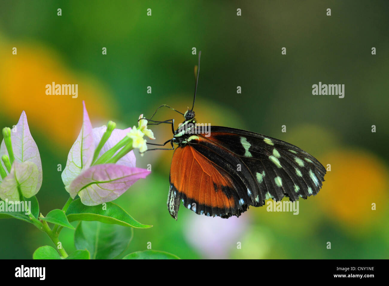 Hecales longwing, passioni flower butterfly (Heliconius melpomene :), aspirando ad un Bouganvillea Foto Stock