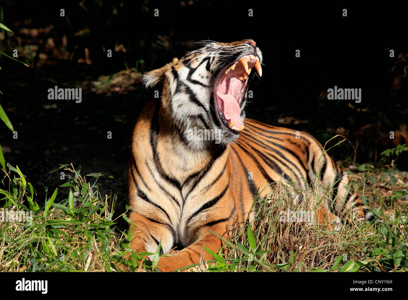 La tigre di Sumatra (Panthera tigris sumatrae), sbadigli Foto Stock