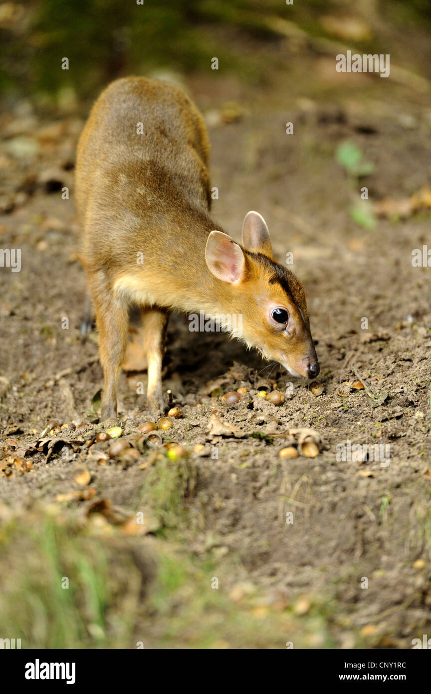 Il cinese muntjac, Reeve's muntjac (Muntiacus reevesi), il novellame di avanzamento sul parco naturale de los alcornocales Foto Stock