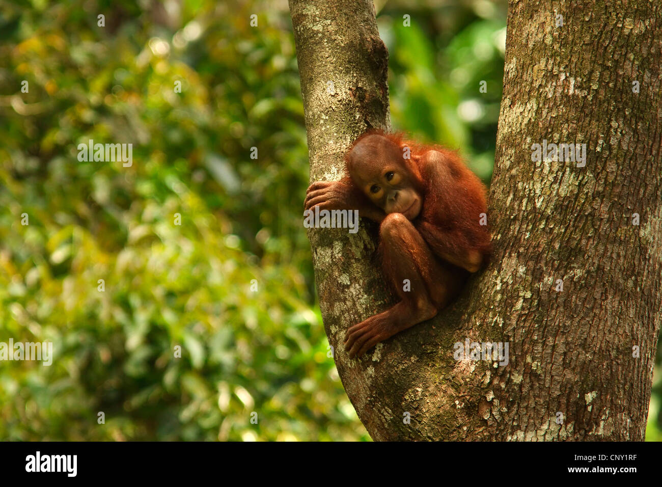 Orango, orangutan, orang-outang (Pongo pygmaeus), animale giovane seduto su un albero, Malaysia Sabah Foto Stock