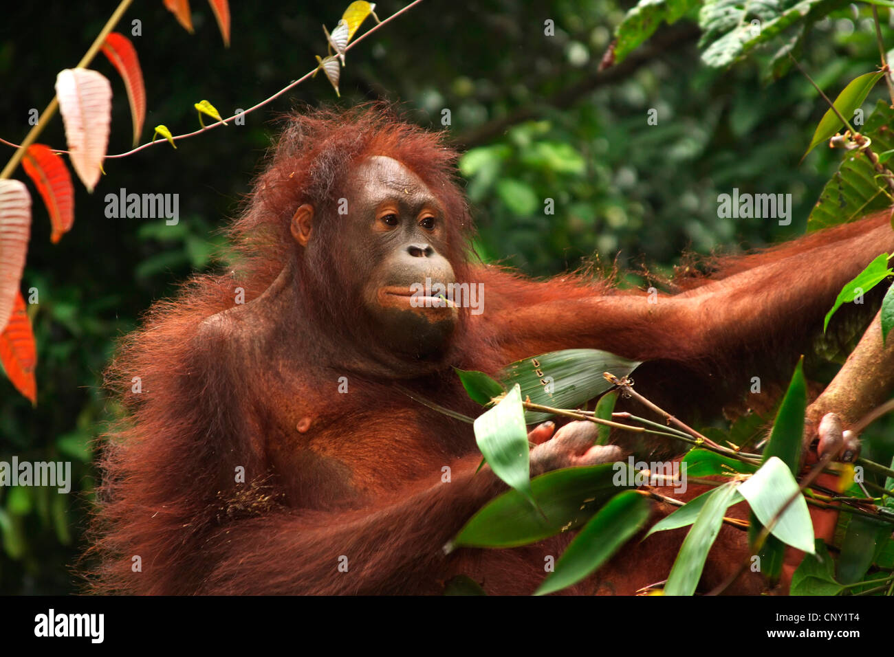 Orango, orangutan, orang-outang (Pongo pygmaeus), animale giovane su un albero, Malaysia Sabah Foto Stock