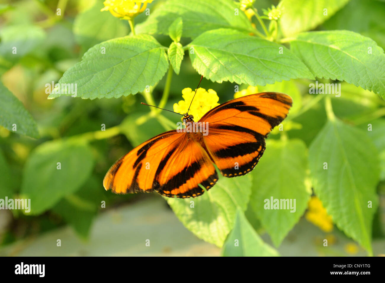 Nastrare Heliconian arancione, nastrati arancione, arancione Tiger (Dryadula phaetusa), seduti su fiori gialli Foto Stock