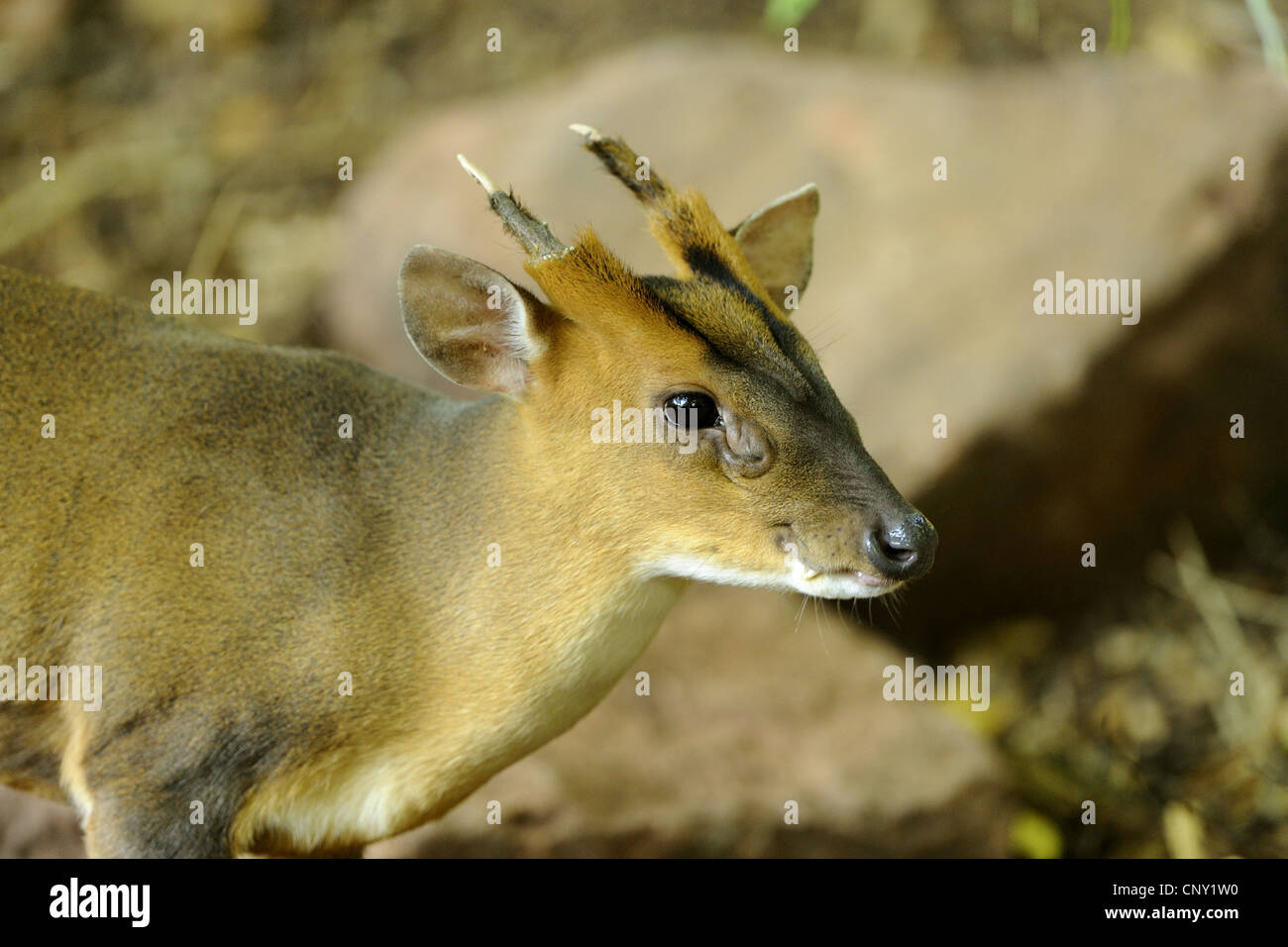 Il cinese muntjac, Reeve's muntjac (Muntiacus reevesi), ritratto Foto Stock