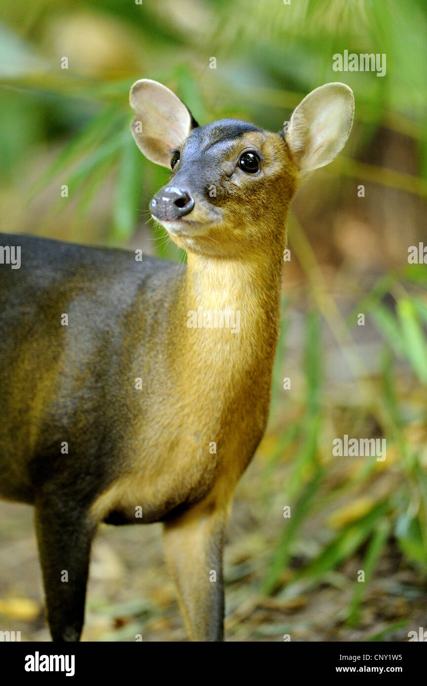 Il cinese muntjac, Reeve's muntjac (Muntiacus reevesi) Foto Stock