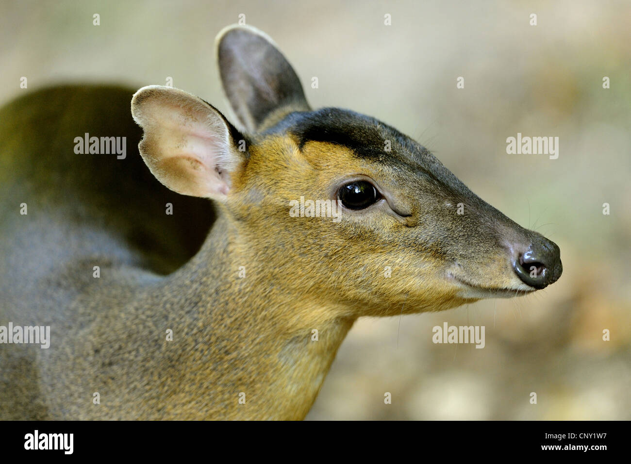 Il cinese muntjac, Reeve's muntjac (Muntiacus reevesi), ritratto Foto Stock