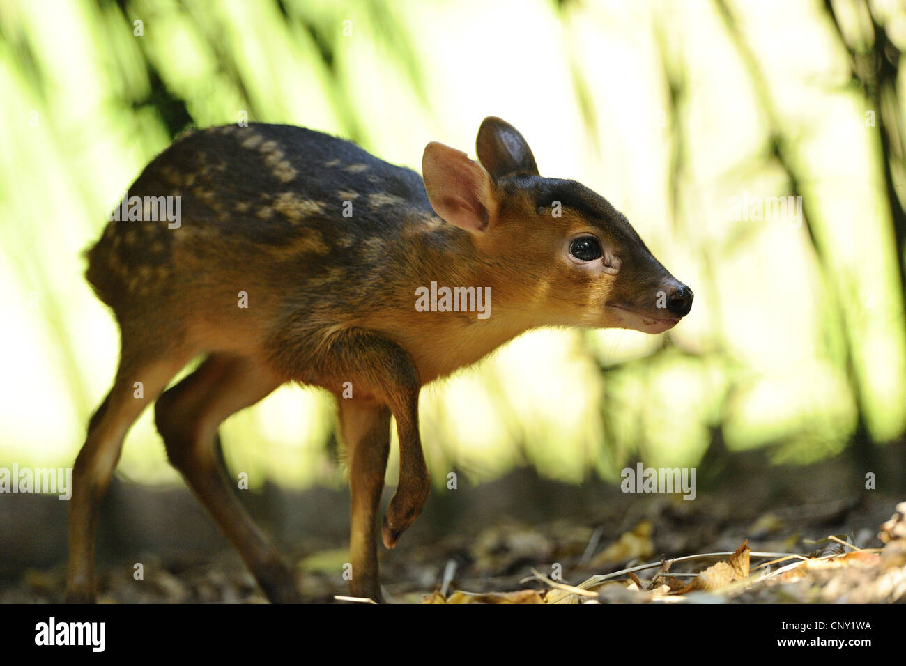 Il cinese muntjac, Reeve's muntjac (Muntiacus reevesi), cucciolo Foto Stock