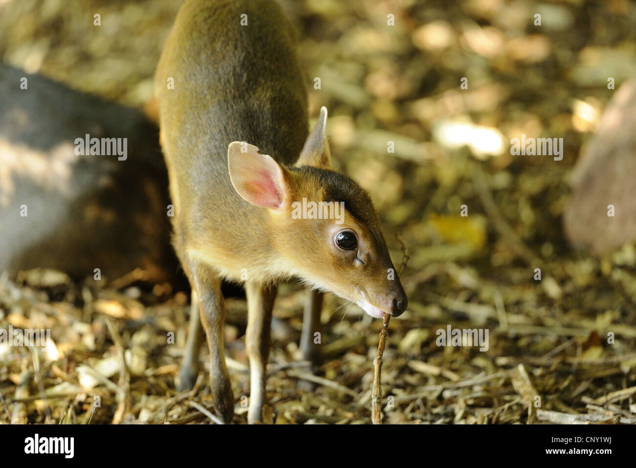 Il cinese muntjac, Reeve's muntjac (Muntiacus reevesi), PUP, ritratto Foto Stock