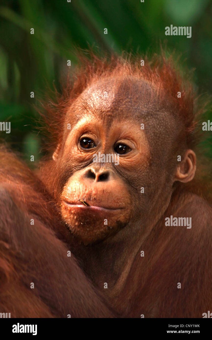 Orango, orangutan, orang-outang (Pongo pygmaeus), giovane animale, ritratto, Malaysia Sarawak, Semenggoh riserva faunistica Foto Stock