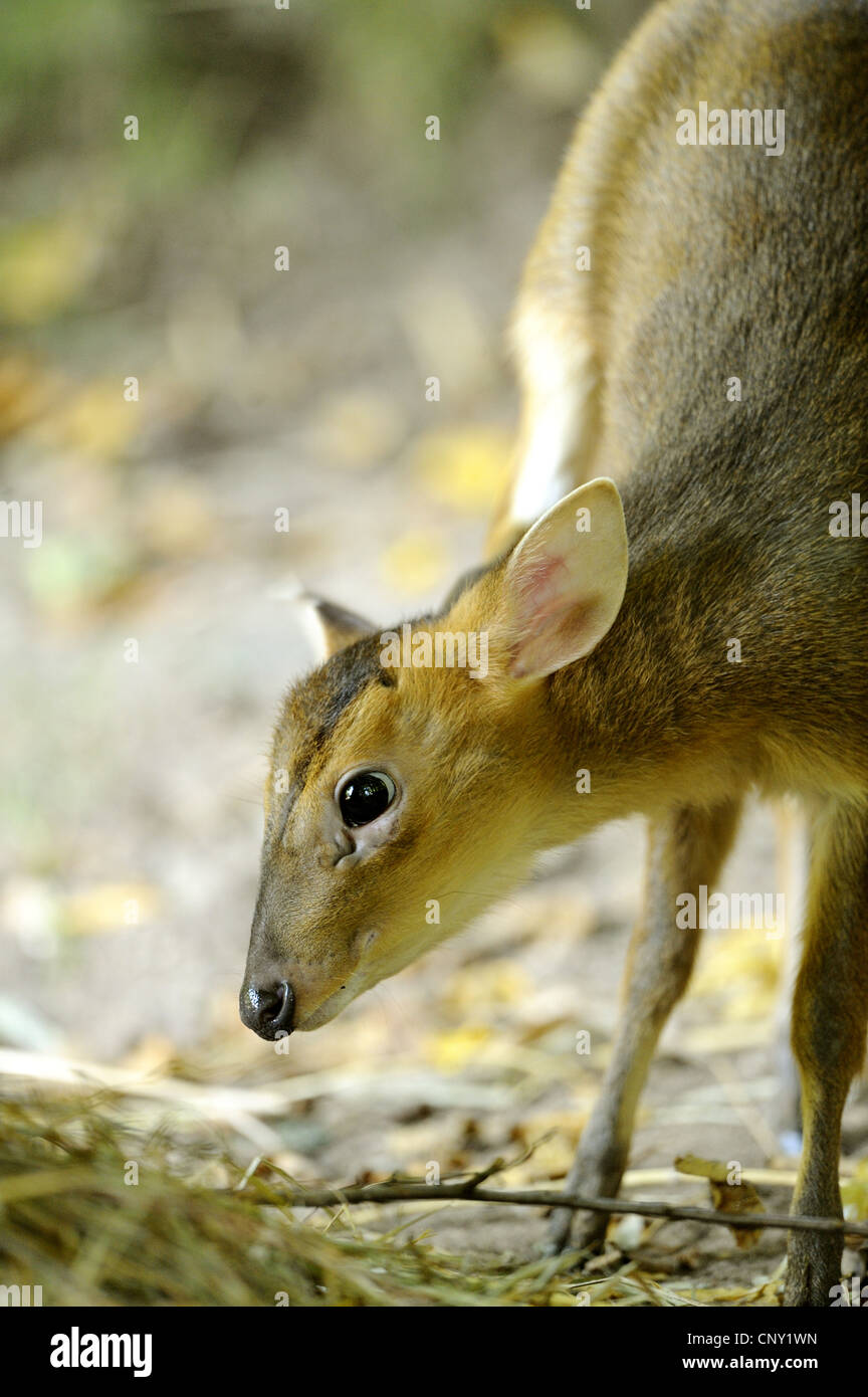 Il cinese muntjac, Reeve's muntjac (Muntiacus reevesi), PUP, ritratto Foto Stock