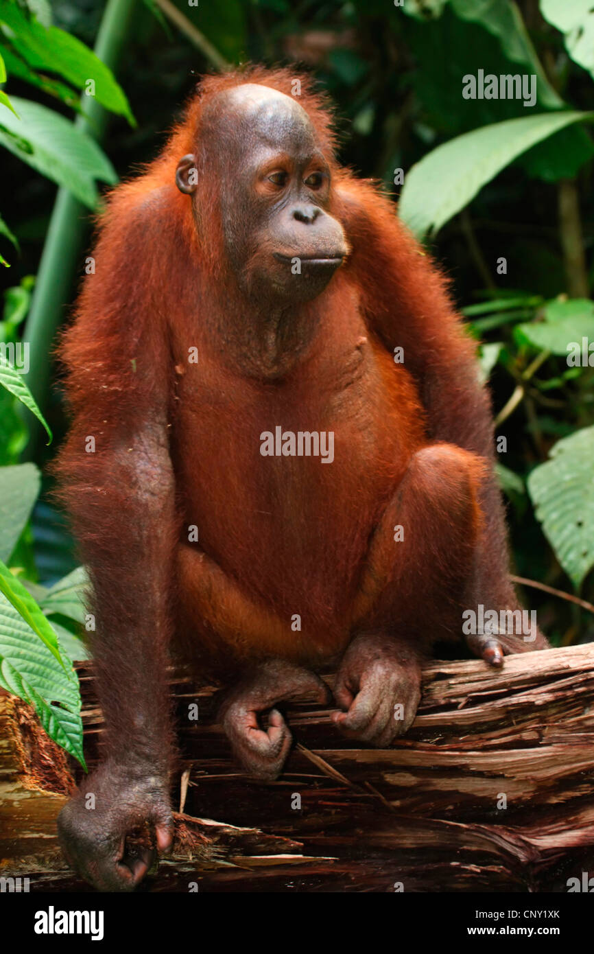 Orango, orangutan, orang-outang (Pongo pygmaeus), animale giovane seduto su legno, Malaysia Sabah Foto Stock