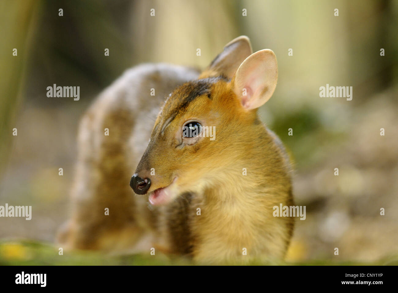 Il cinese muntjac, Reeve's muntjac (Muntiacus reevesi), PUP, ritratto Foto Stock