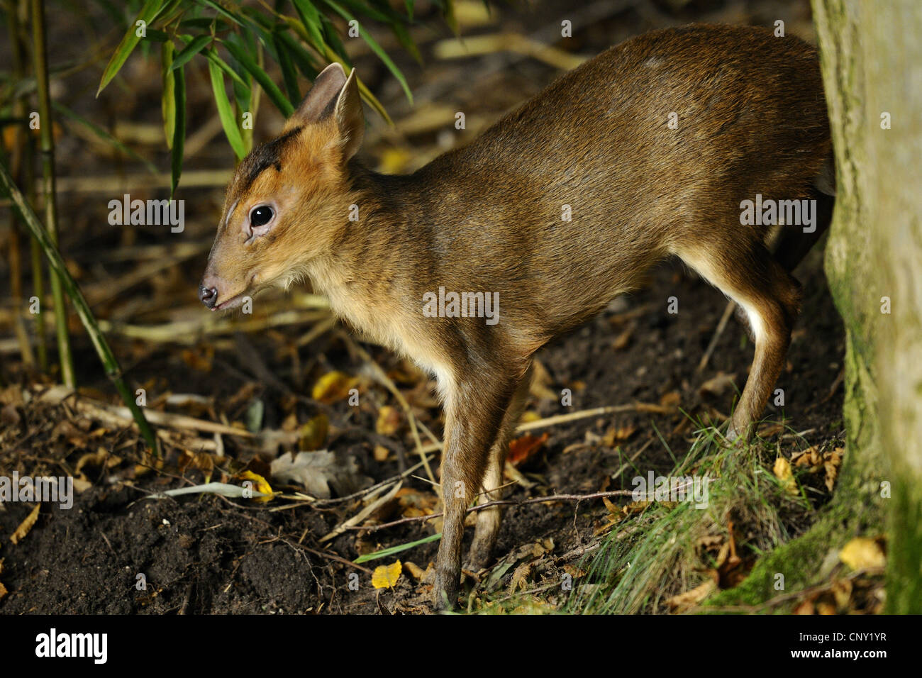 Il cinese muntjac, Reeve's muntjac (Muntiacus reevesi), giovane animale di graffiare il retro di un tronco di albero Foto Stock