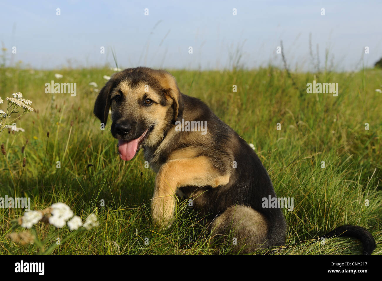Razza cane (Canis lupus f. familiaris), carino di razza cucciolo seduto in un prato e desidera dare la zampa, Germania Foto Stock