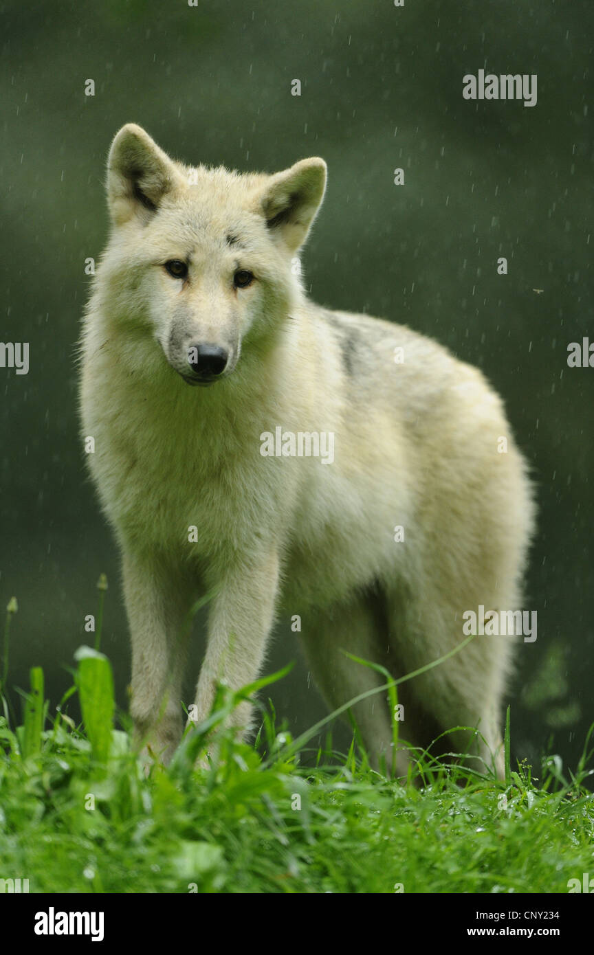 Arctic Wolf, tundra lupo (Canis lupus albus, Canis lupus arctos), pup in piedi in una radura Foto Stock