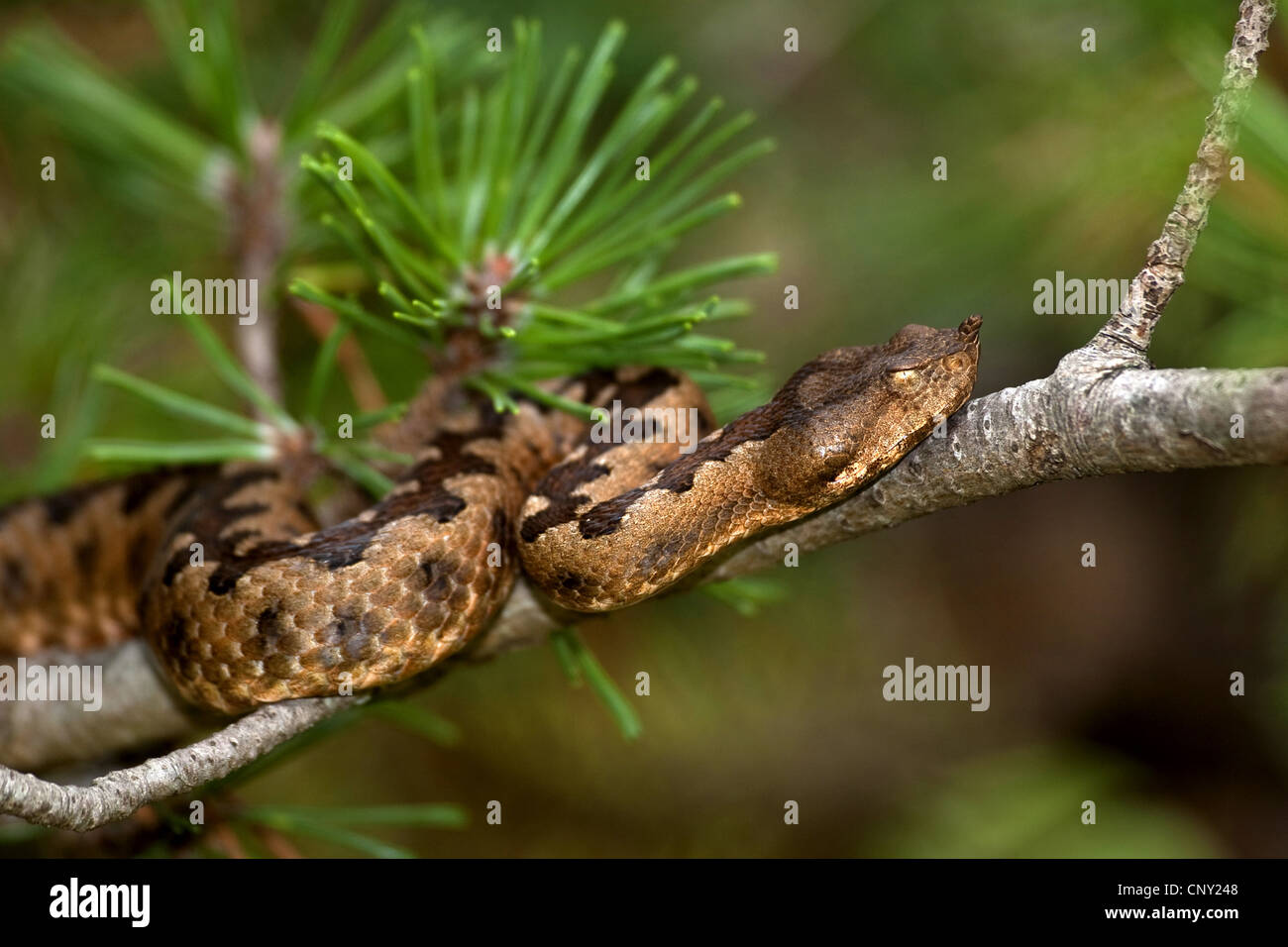 Naso-cornuto viper, vipera cornuta, a becco lungo viper (Vipera ammodytes) giacente su un ramo di pino Foto Stock