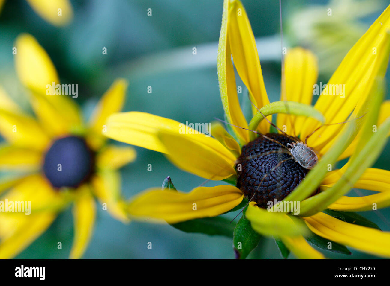 Harvestmen, daddy longleg (Rilaena triangularis), su un fiore rudbeckia, in Germania, in Baviera Foto Stock