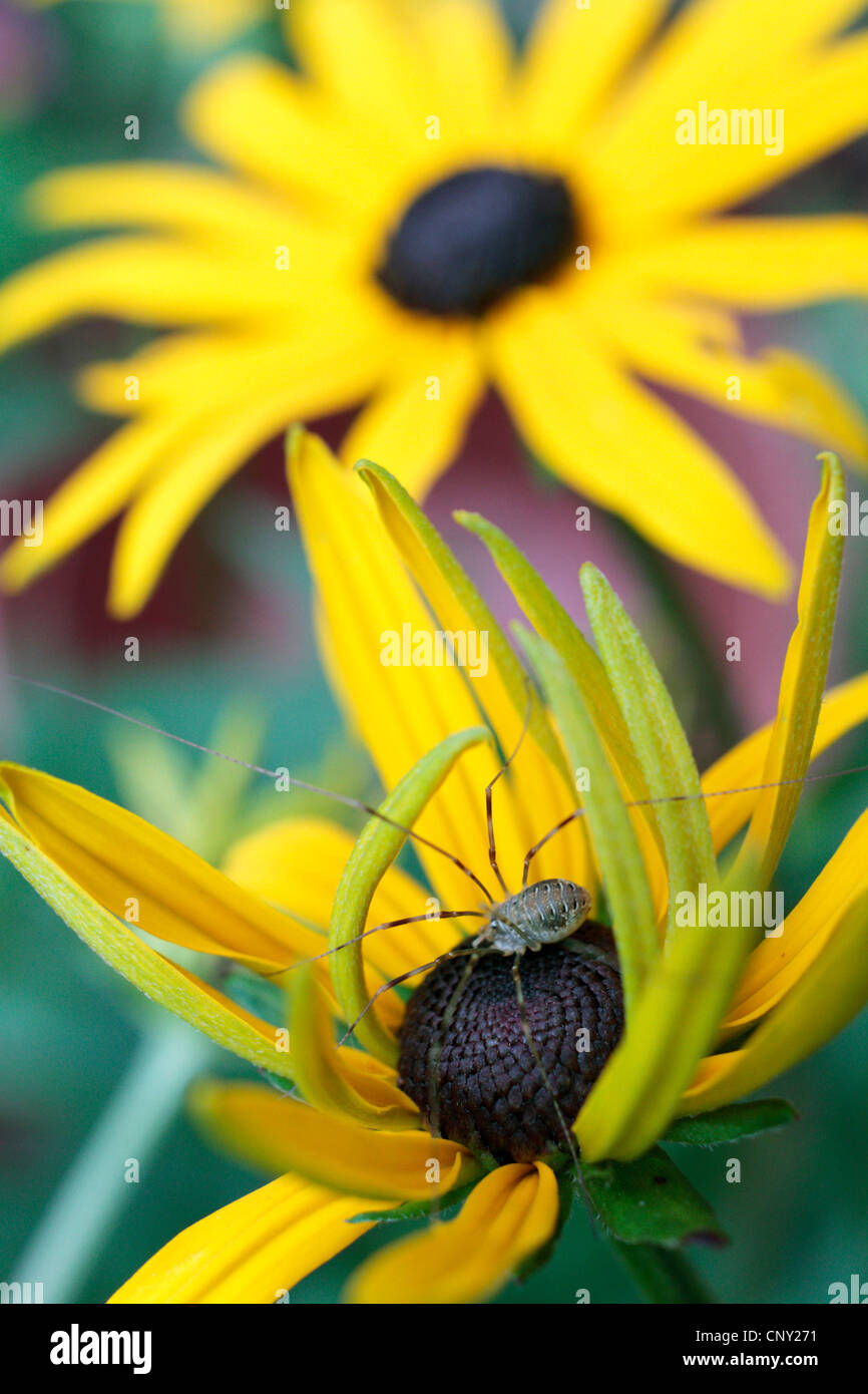 Harvestmen, daddy longleg (Rilaena triangularis), su un fiore rudbeckia, in Germania, in Baviera Foto Stock