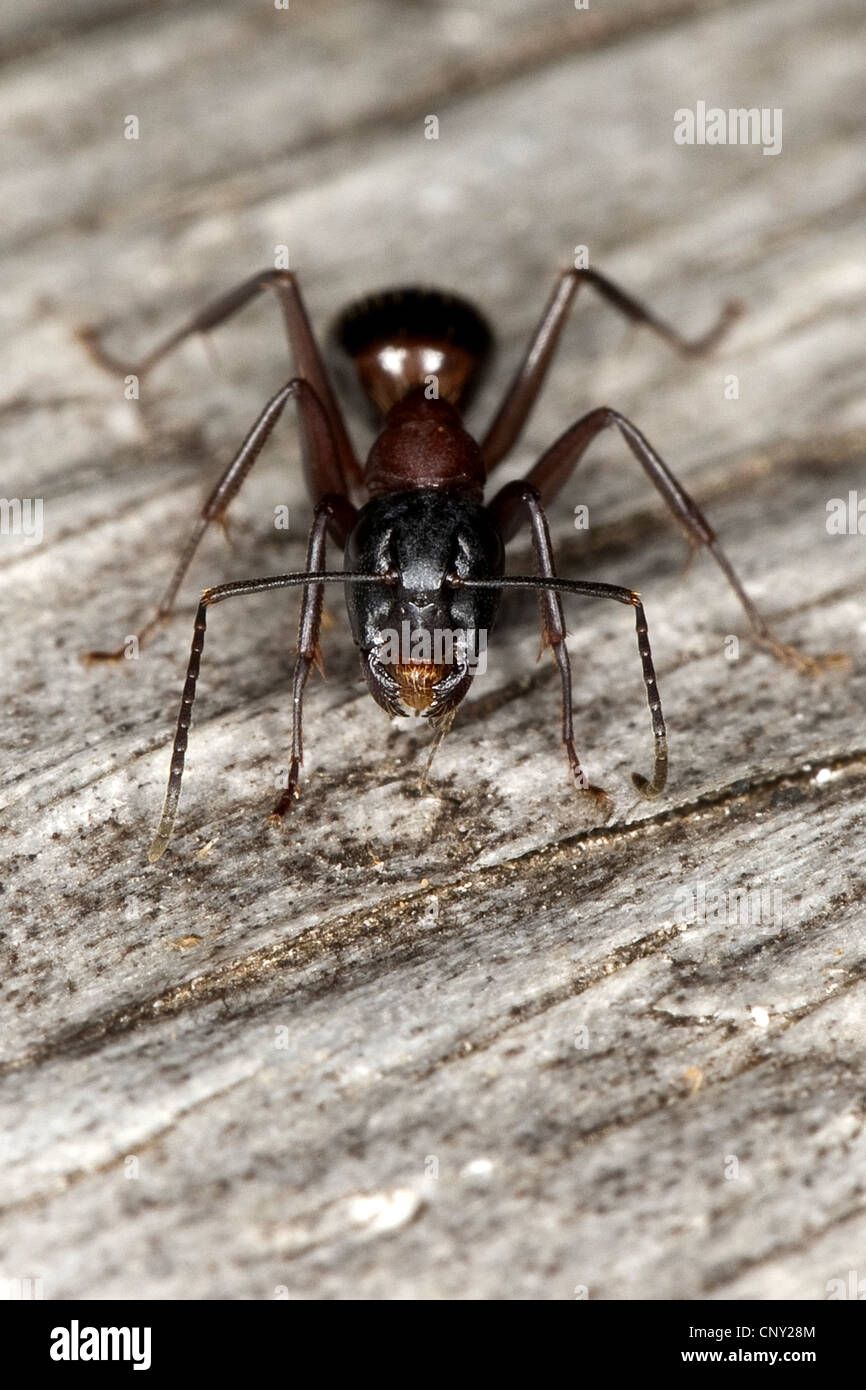 Carpenter ant (Camponotus ligniperda, Camponotus ligniperdus), seduti su legno morto Foto Stock
