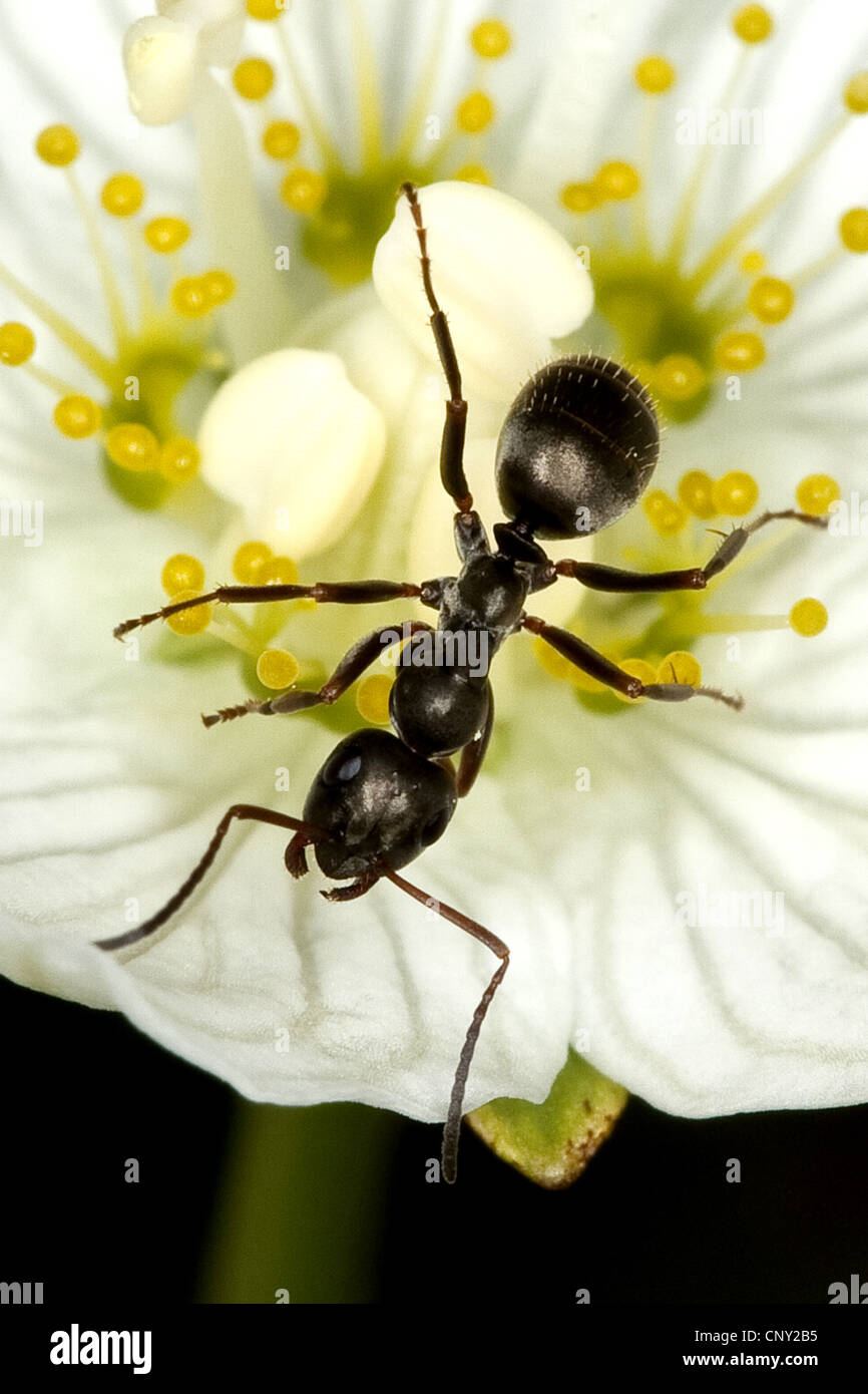 Legno Ant, black ant (Formica lemani, Serviformica lemani), seduto su un fiore di erba palustre-di-Parnaso, Germania Foto Stock