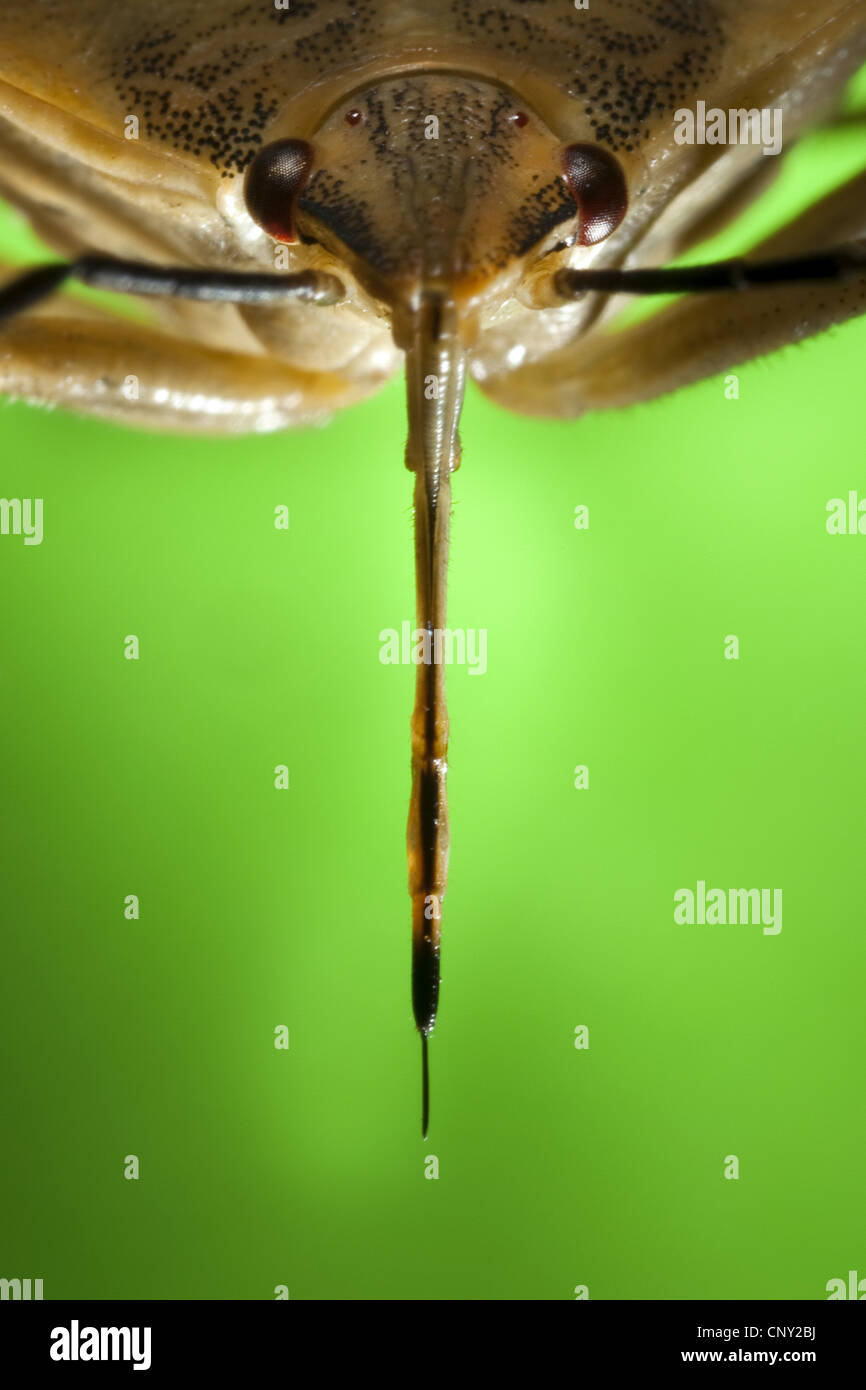 Il fetore bug (Carpocoris fuscispinus), ritratto con la proboscide è chiaramente riconoscibile. Foto Stock