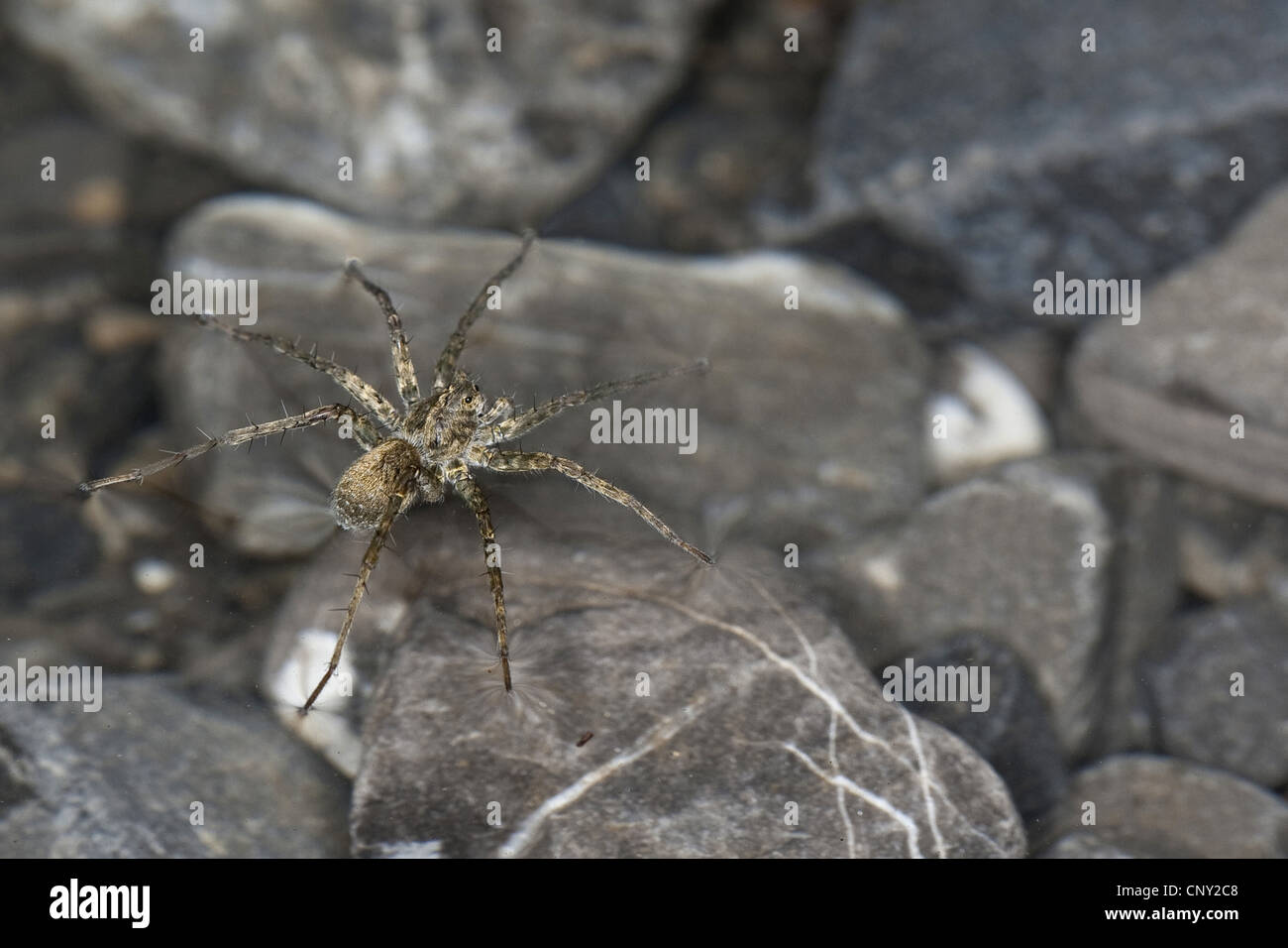 Thin-gambe ragni Lupo Wolf ragni, massa ragni (Pardosa spec.), camminando sulla superficie dell'acqua Foto Stock