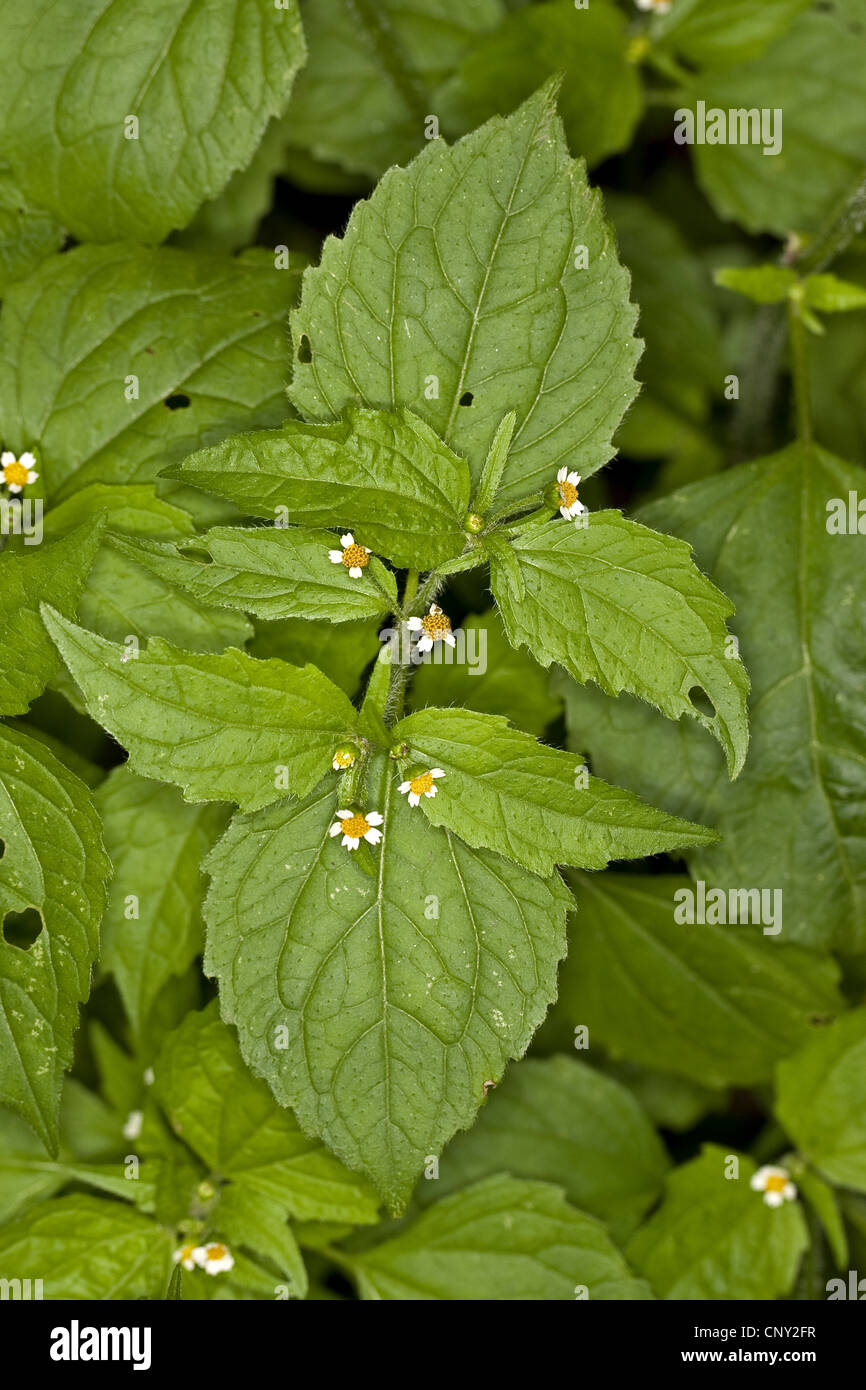 Shaggy soldato, galinsoga Peloso (Galinsoga ciliata), fioritura, Germania Foto Stock