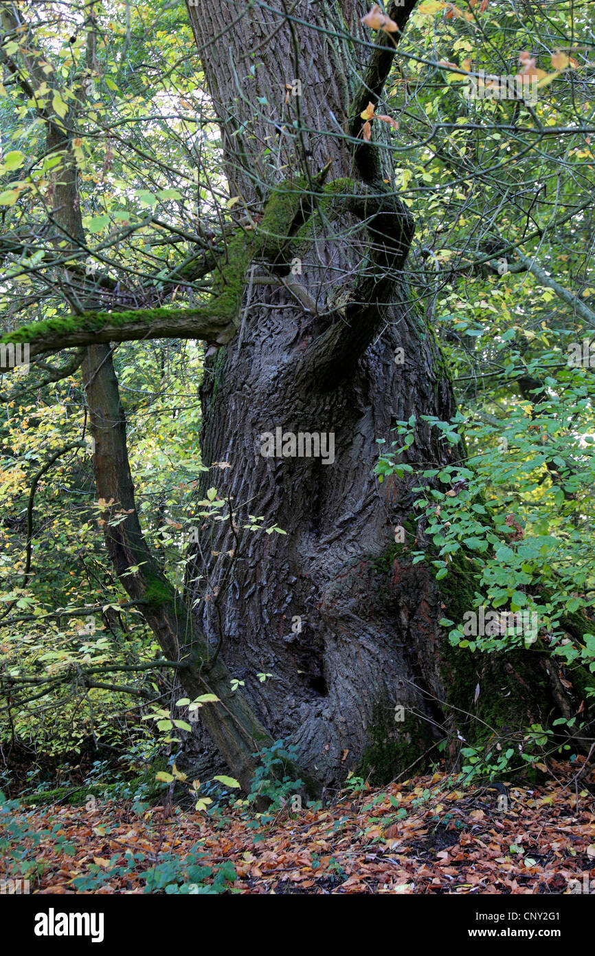 Scotch elm, Wych olmo (Ulmus glabra, Ulmus scabra), trunk in floodplain foreste in autunno, Germania Foto Stock