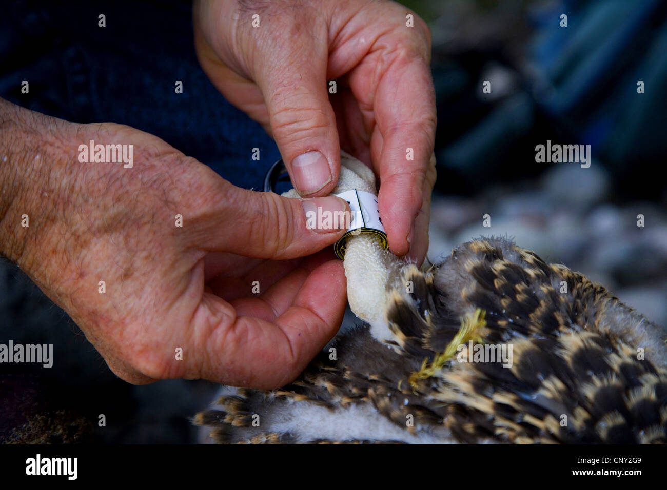 Osprey, pesce hawk (Pandion haliaetus), raptor ecologista raccordo banda di identificazione ai giovani osprey, Regno Unito, Scozia, Cairngorms National Park Foto Stock