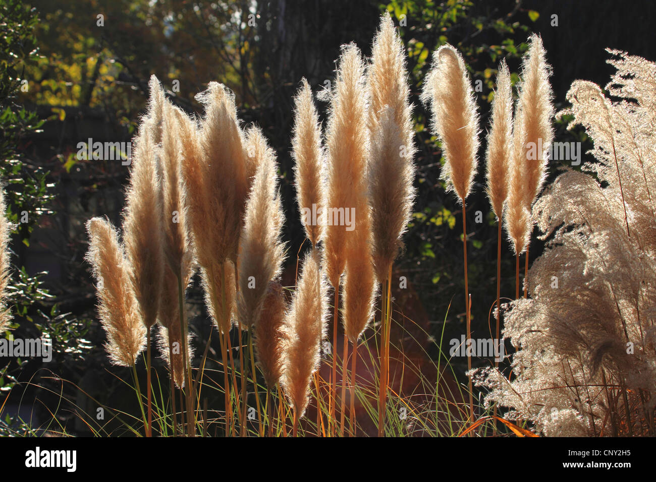 White pampas erba (Cortaderia selloana), infiorescenze Foto Stock