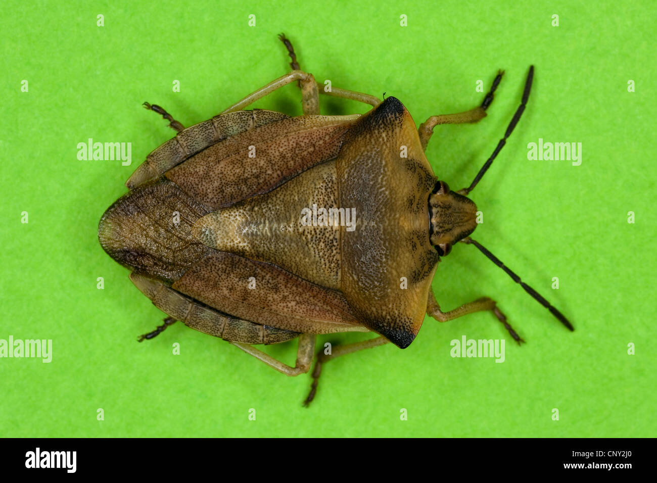 Bug di protezione (Carpocoris fuscispinus), Germania Foto Stock