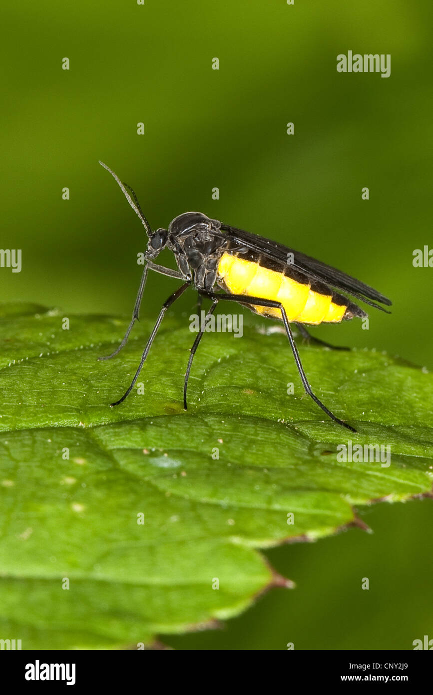 Dark-winged moscerino fungo (Sciara analis oder/o Sciara hemerobioides), seduta su una foglia, Germania Foto Stock