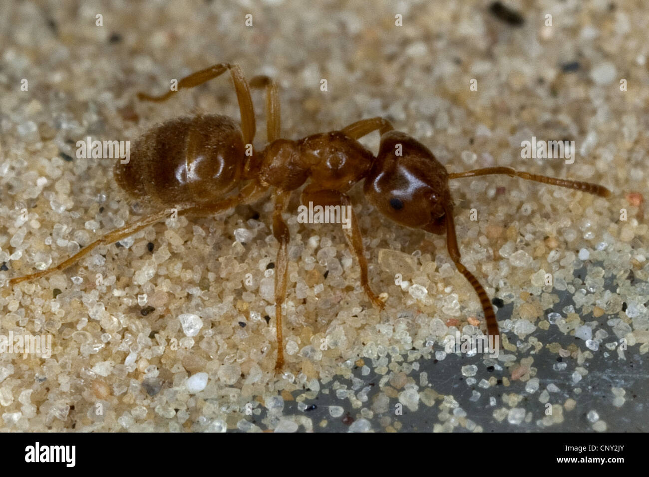 Mound ant, giallo ant, giallo prato ant, tappeto erboso giallo ant (Lasius flavus), passeggiate sulla sabbia, Germania Foto Stock