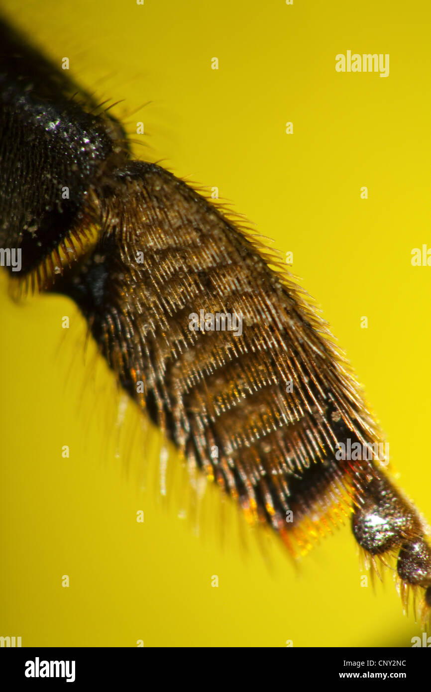 Il miele delle api, hive bee (Apis mellifera mellifera), zampa posteriore per la raccolta di polline Foto Stock