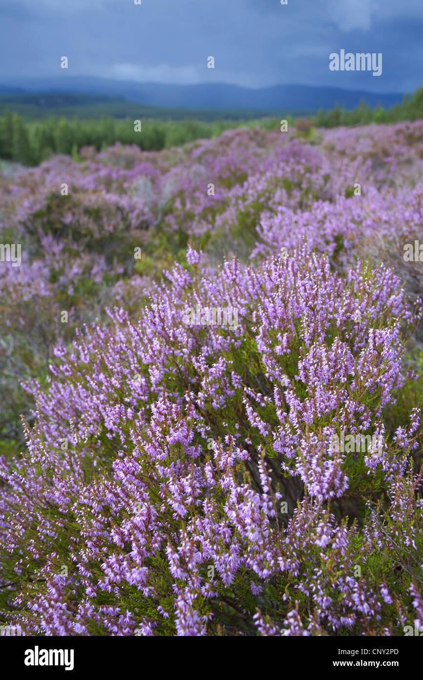 Heather, molva (Calluna vulgaris), fioritura, Regno Unito, Scozia, Cairngorms National Park Foto Stock