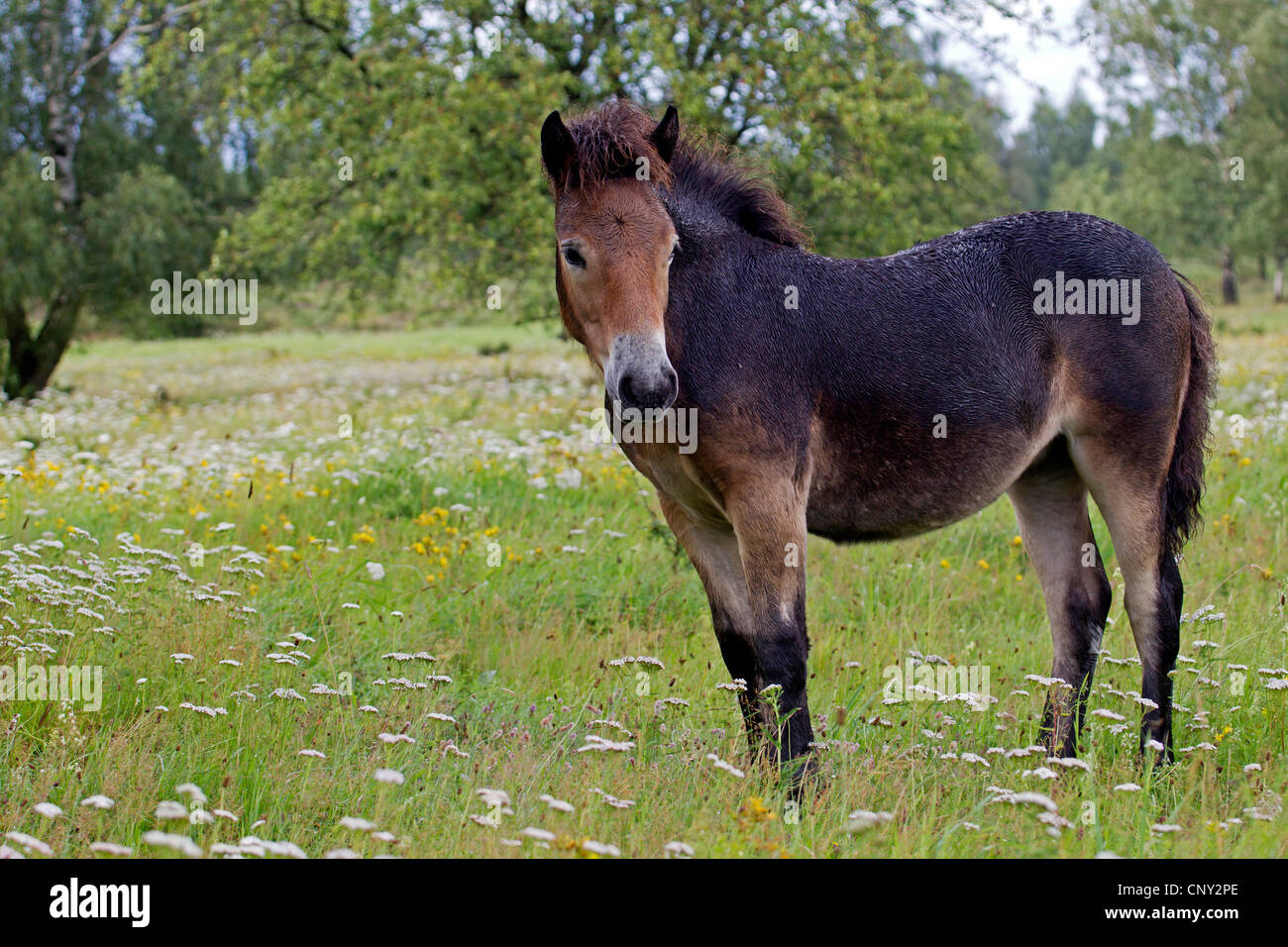Exmoor pony (Equus przewalskii f. caballus), in un prato, Germania, Schleswig-Holstein Foto Stock
