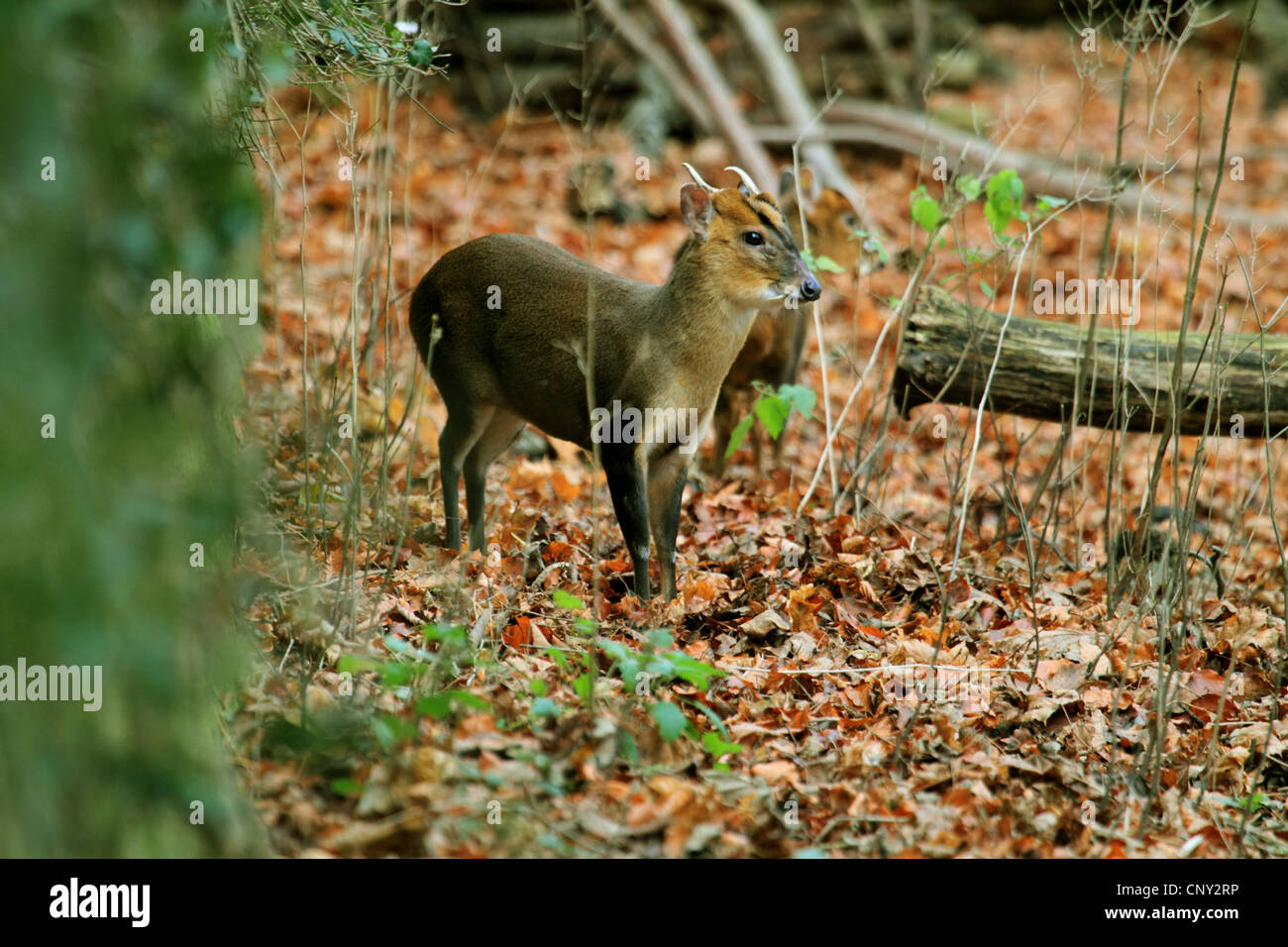 Il cinese muntjac, Reeve's muntjac (Muntiacus reevesi), in piedi Foto Stock