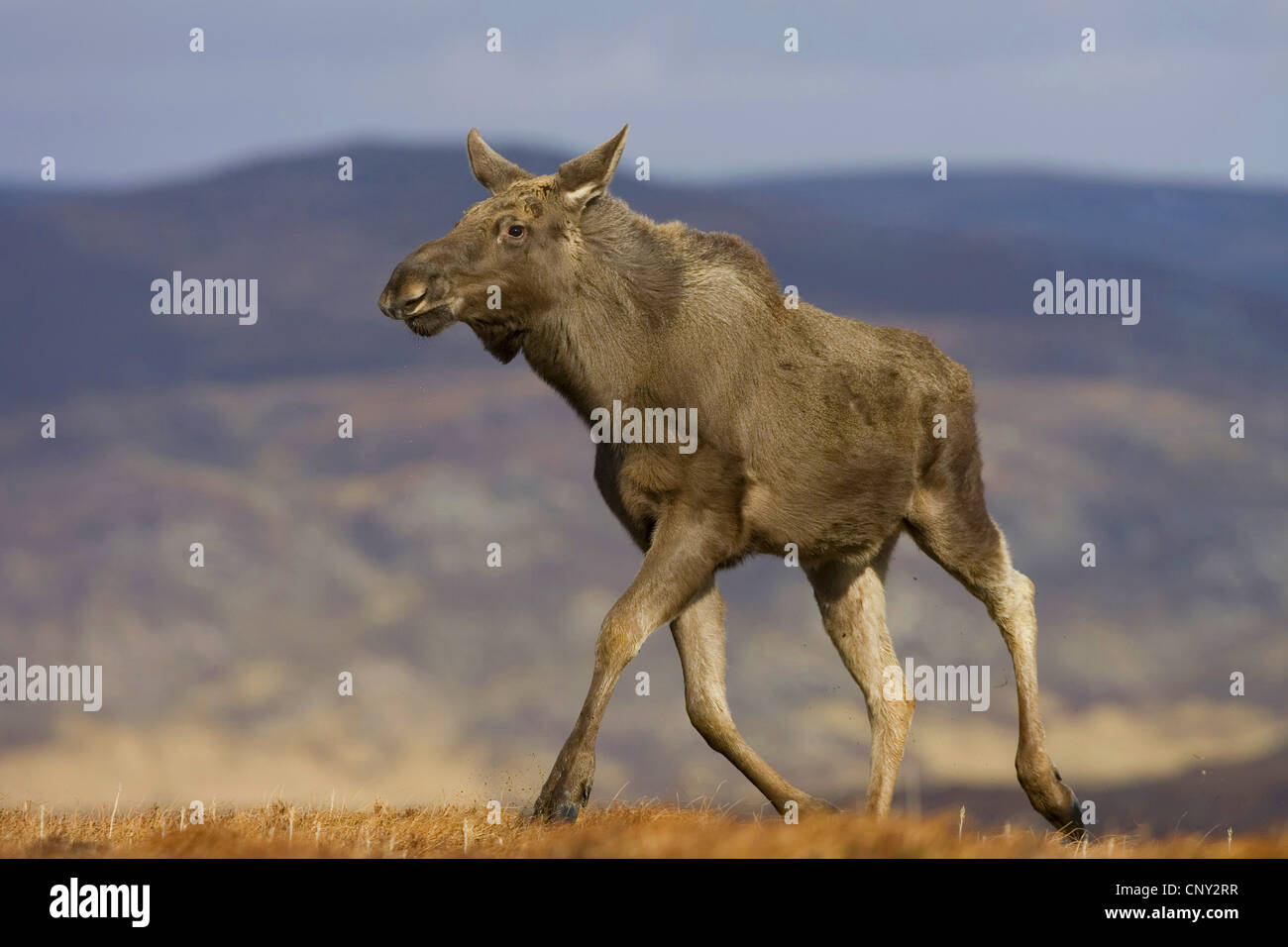 Elk, alci europea (Alces alces alces), camminando lungo il crinale, Regno Unito, Scozia, Alladale deserto riserva Foto Stock