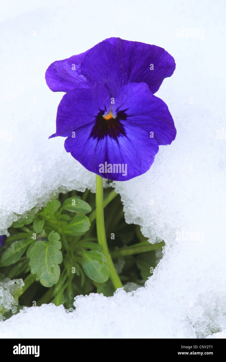 Pansy, Pansy Violet (Viola x wittrockiana, Viola wittrockiana, Viola hybrida), nella neve, Germania Foto Stock