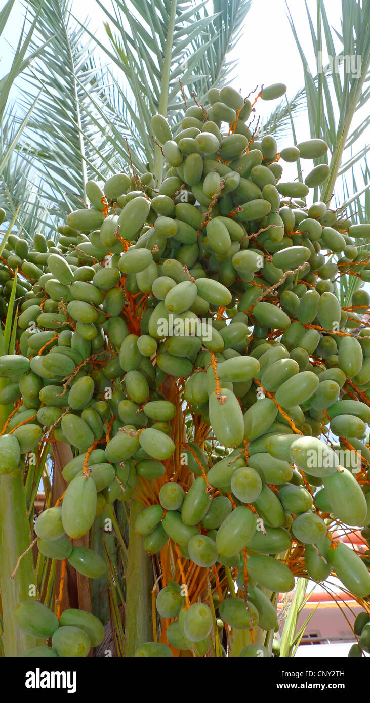 Data palm (Phoenix dactylifera), la fruttificazione con date immaturo, Spagna, Balearen, Maiorca Foto Stock