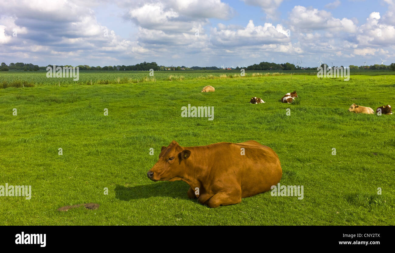Gli animali domestici della specie bovina (Bos primigenius f. taurus), vacche da latte in appoggio in un pascolo, Germania, Bassa Sassonia Foto Stock