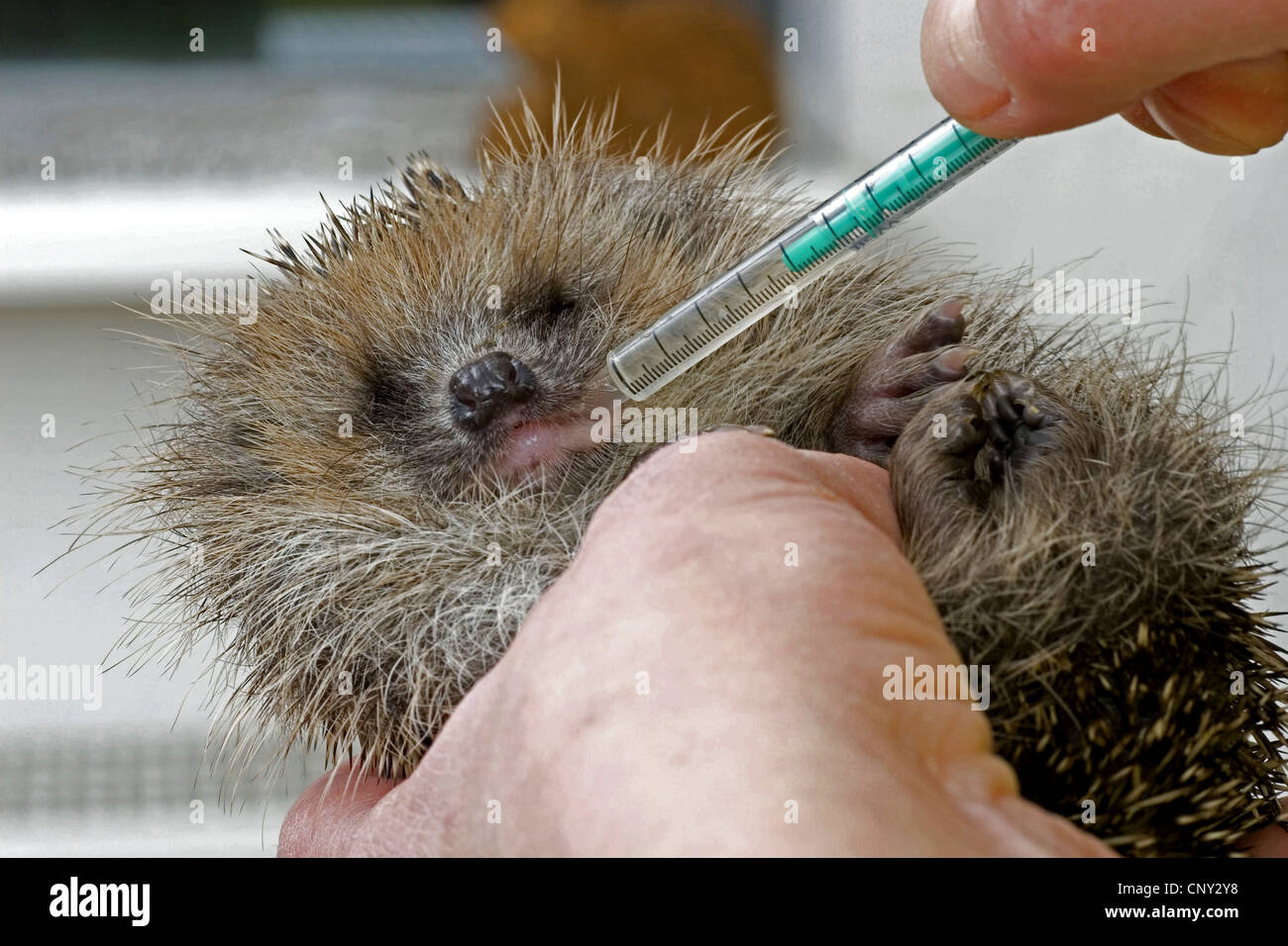 Western riccio, Europeo riccio (Erinaceus europaeus), è alimentato Foto Stock