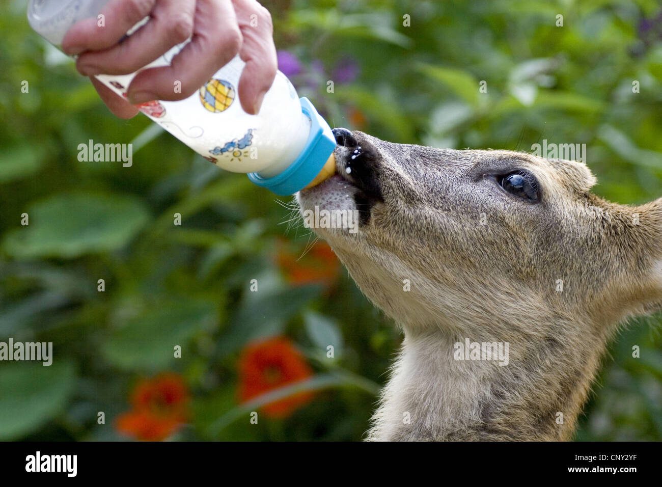 Il capriolo (Capreolus capreolus), giovani roebuck essendo alimentato con una bottiglia di latte Foto Stock