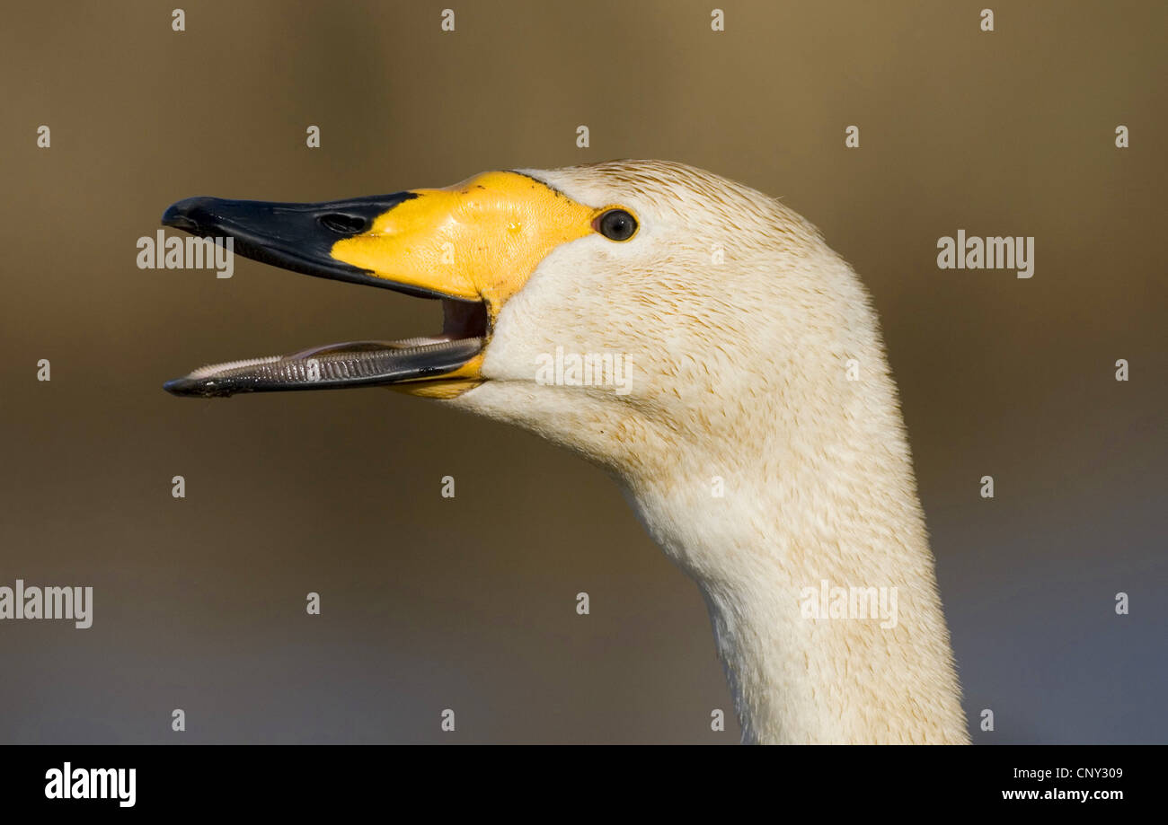 Whooper swan (Cygnus Cygnus), chiamando, Svezia Foto Stock