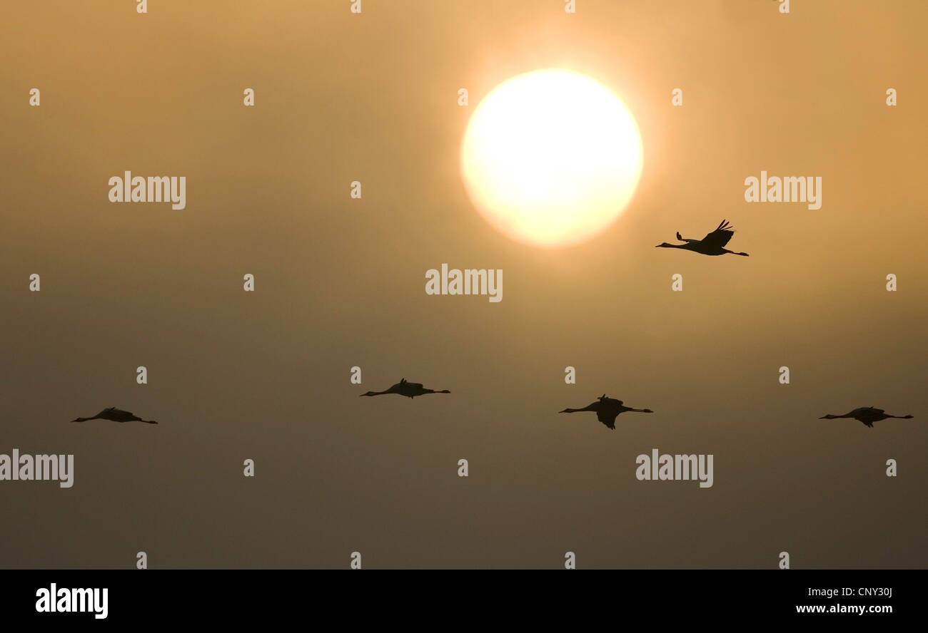 Gru comune (grus grus), in volo al tramonto, Svezia, Hornborga Foto Stock